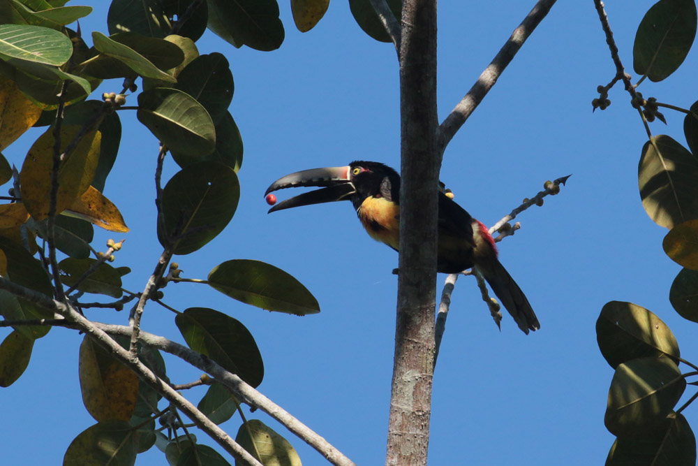 Collared Aracari